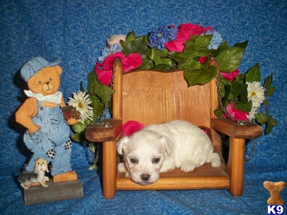 Maltese Puppies